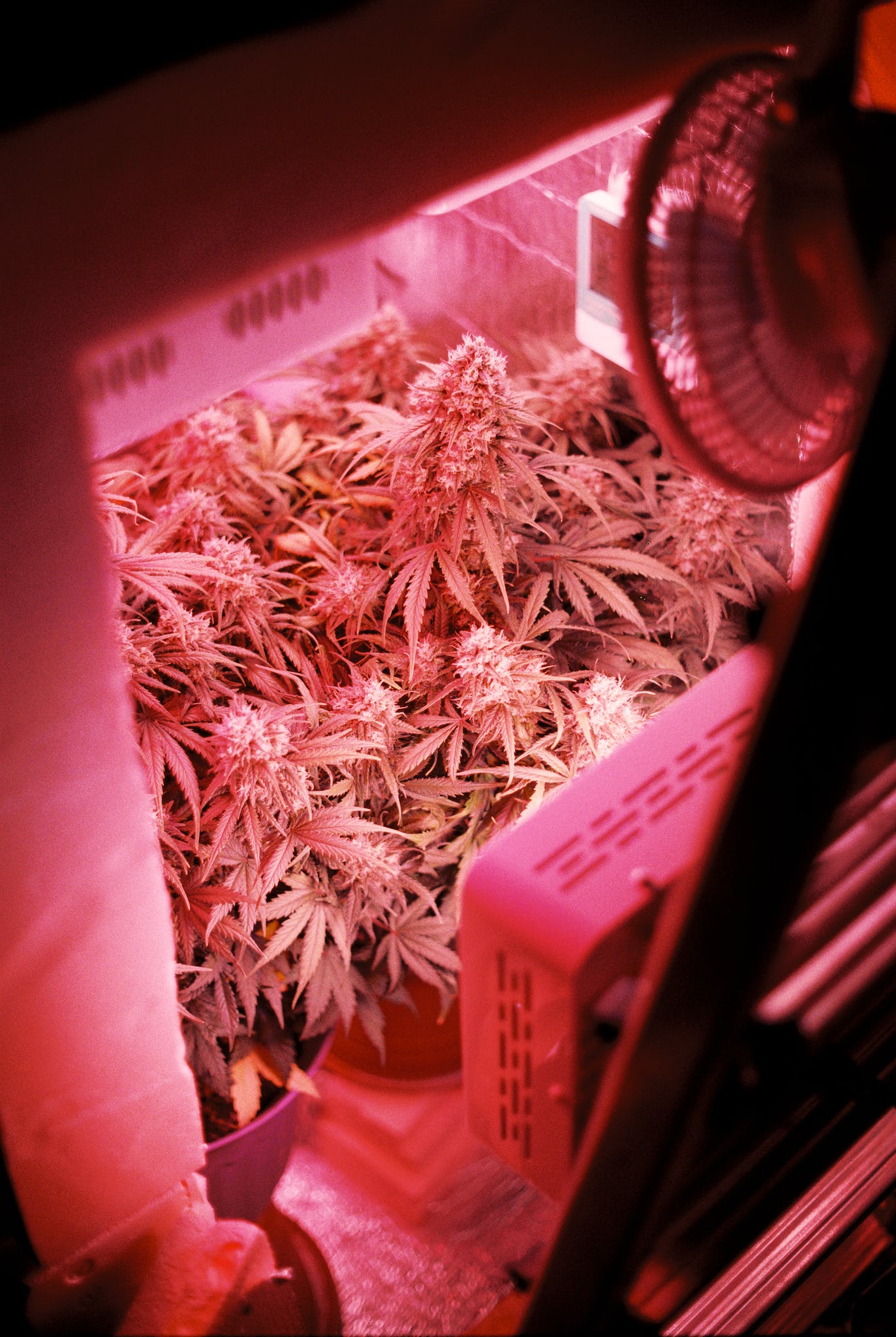 Plants of cannabis in light of grow lamp